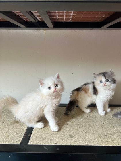 แมวเปอร์เซีย รูปที่ 3