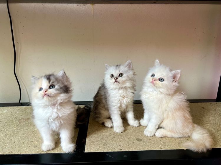 แมวเปอร์เซีย รูปที่ 6