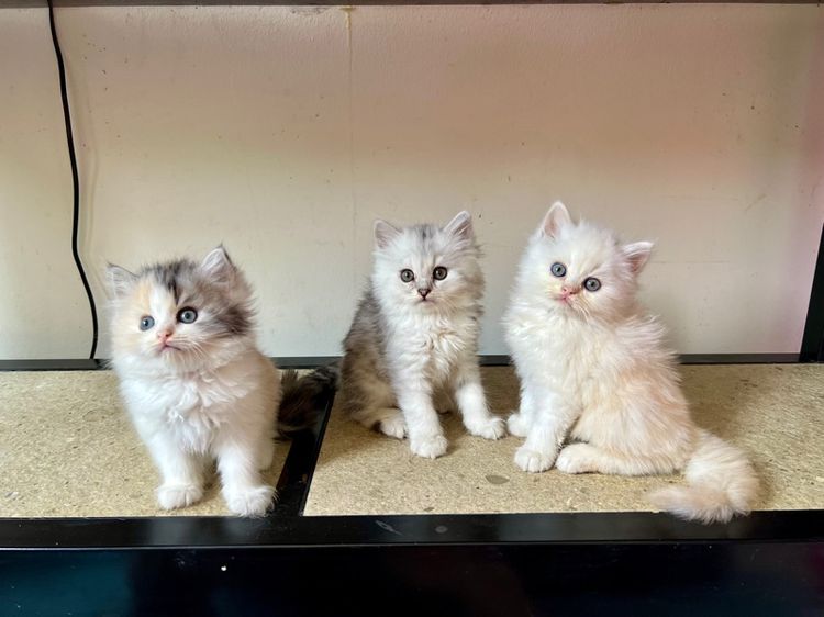 แมวเปอร์เซีย รูปที่ 4