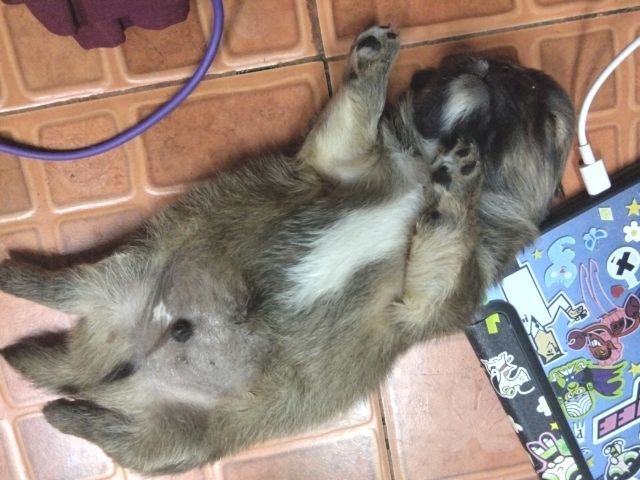 ลูกสุนัข