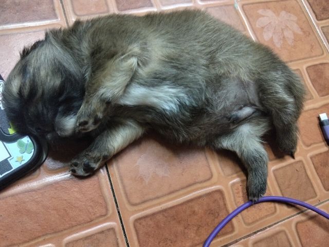 ลูกสุนัข รูปที่ 3