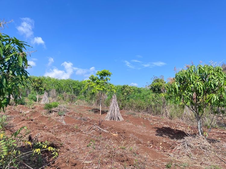 ขายที่ดินวิวภูเขา1ไร่1งาน รูปที่ 3