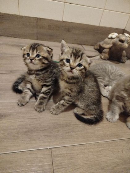 แมว scottish fold รูปที่ 4