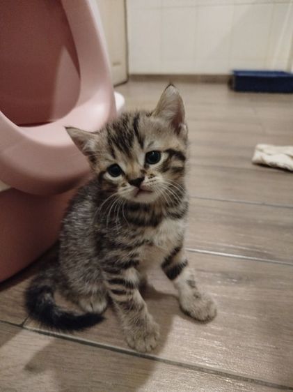 แมว scottish fold รูปที่ 3