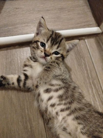 แมว scottish fold รูปที่ 7