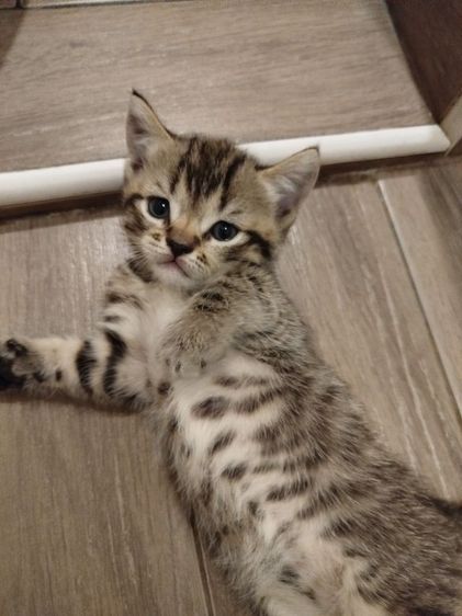 แมว scottish fold รูปที่ 5