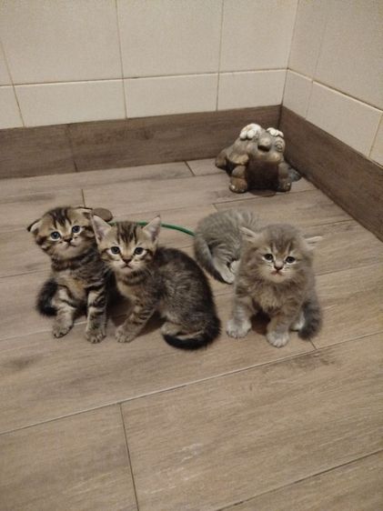 แมว scottish fold รูปที่ 6