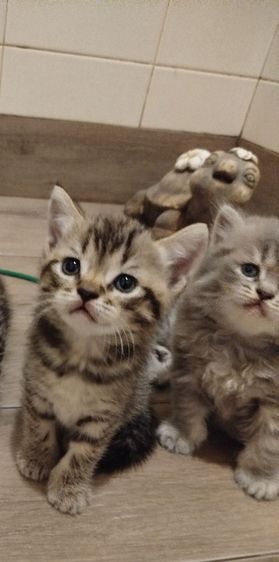 แมว scottish fold รูปที่ 2