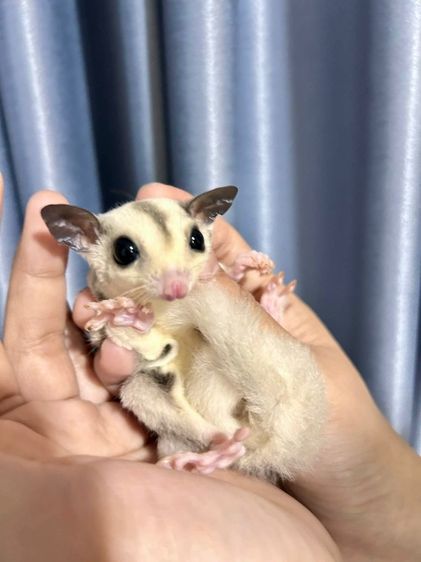 ชูก้า