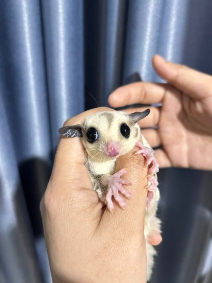 ชูก้า รูปที่ 2