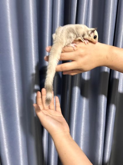 ชูก้า รูปที่ 5