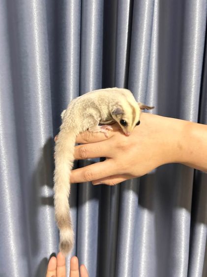 ชูก้า รูปที่ 3