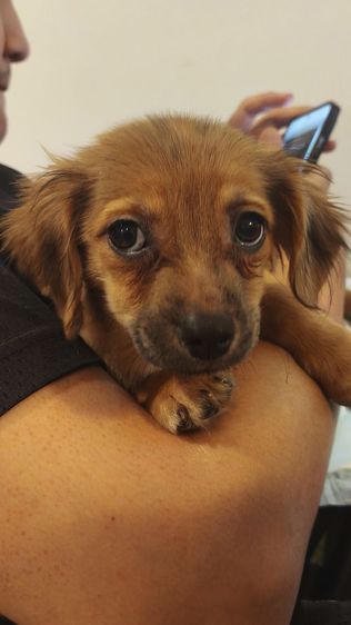 ดญ. แจ๊ค ผสม ชิวาว่า 