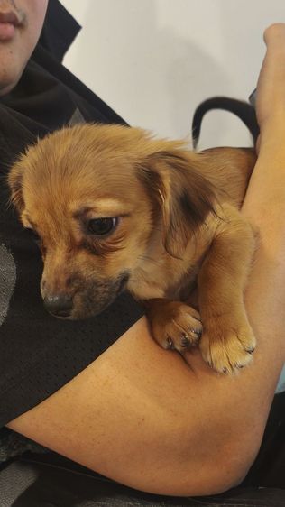 ดญ. แจ๊ค ผสม ชิวาว่า  รูปที่ 5