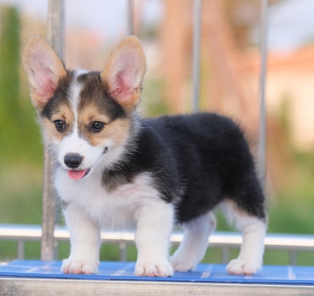 คอร์กี้  รูปที่ 8