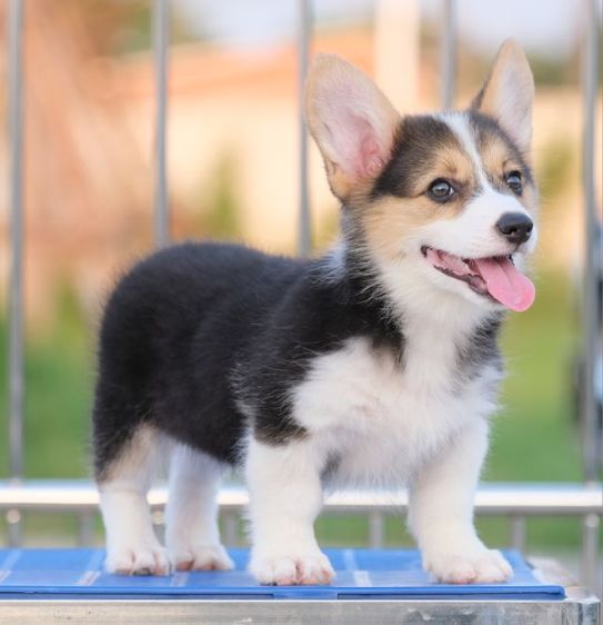 คอร์กี้  รูปที่ 5