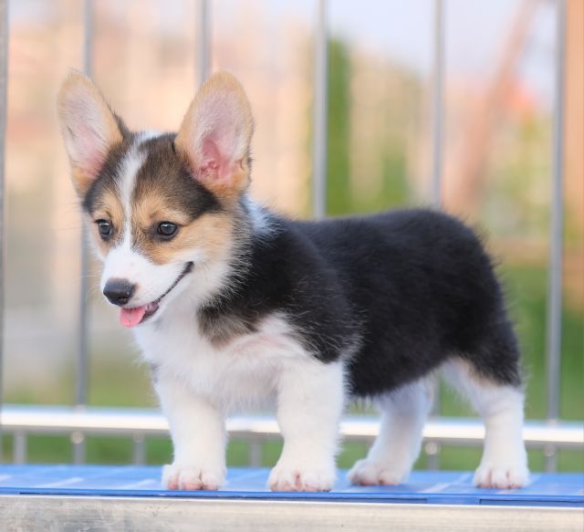 คอร์กี้  รูปที่ 3