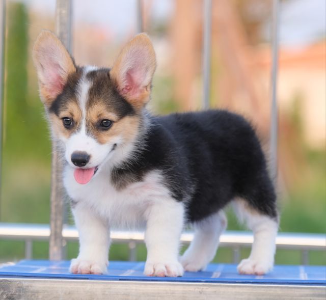 คอร์กี้  รูปที่ 4