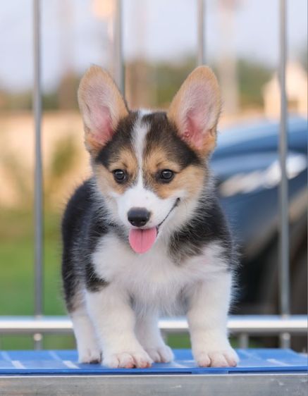 คอร์กี้  รูปที่ 2