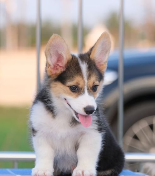 คอร์กี้  รูปที่ 7