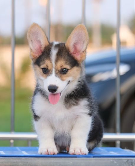 คอร์กี้ 