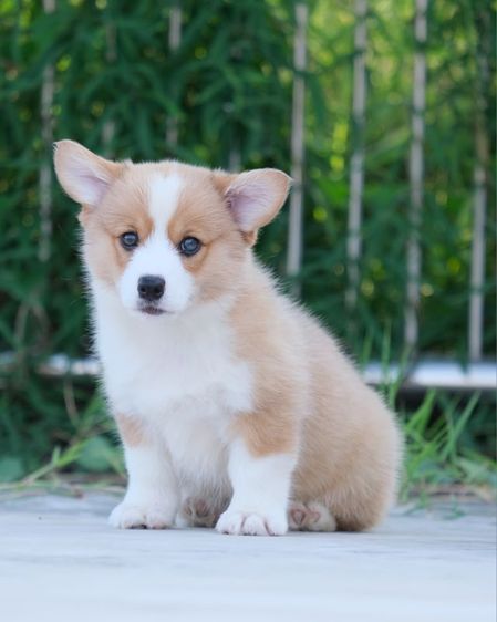 คอร์กี้ รูปที่ 6