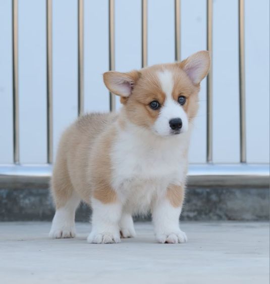 คอร์กี้ รูปที่ 9