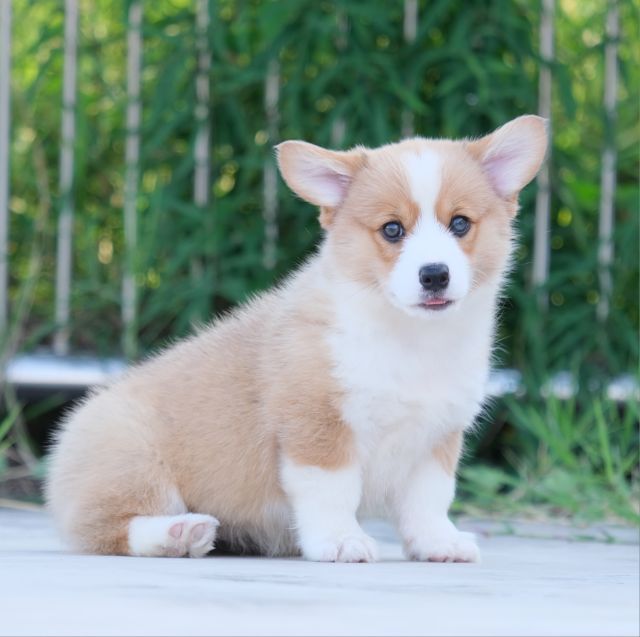 คอร์กี้ รูปที่ 2