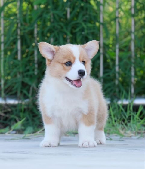 คอร์กี้ รูปที่ 7