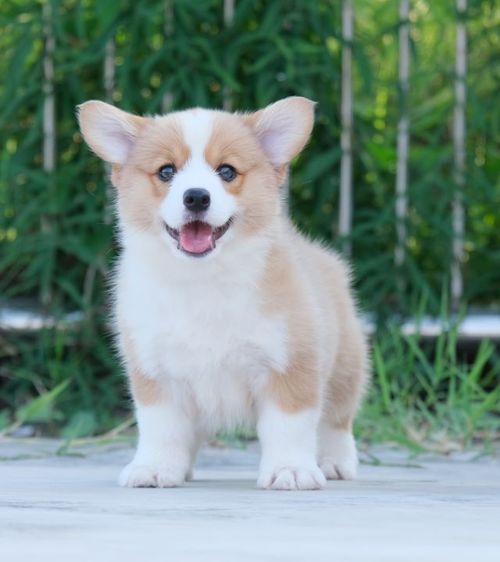 คอร์กี้