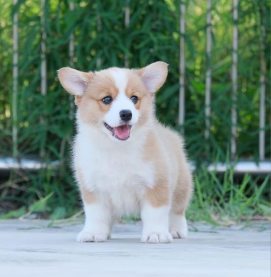 คอร์กี้ รูปที่ 5