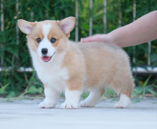 คอร์กี้ รูปที่ 3