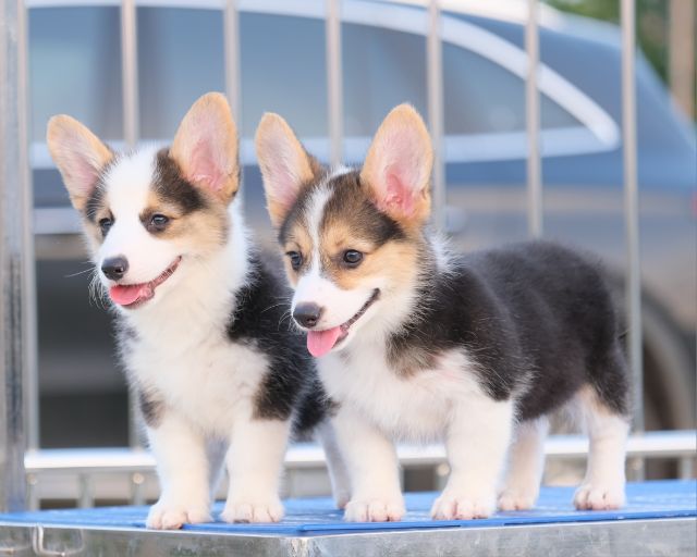 คอร์กี้ รูปที่ 8