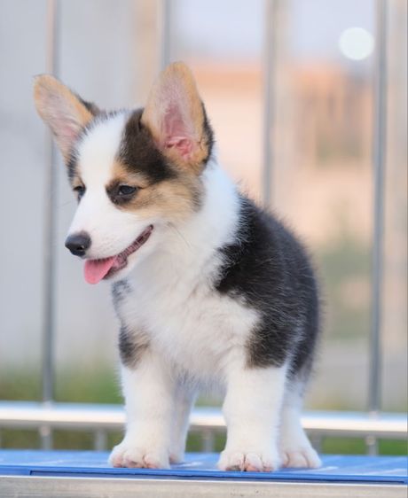 คอร์กี้ รูปที่ 2