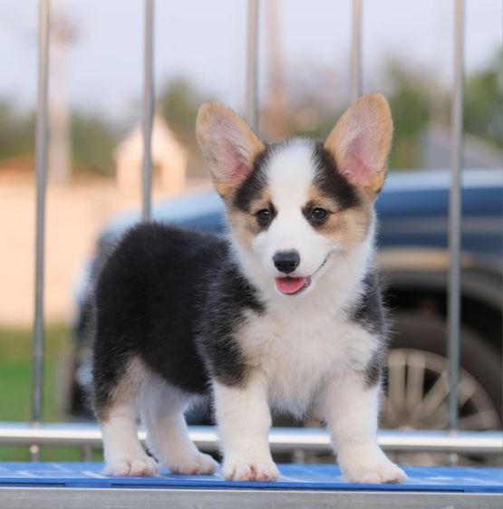 คอร์กี้ รูปที่ 5