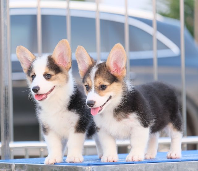 คอร์กี้ รูปที่ 7