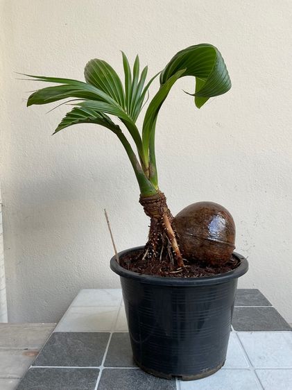 มะพร้าว บอนไซ รูปที่ 13