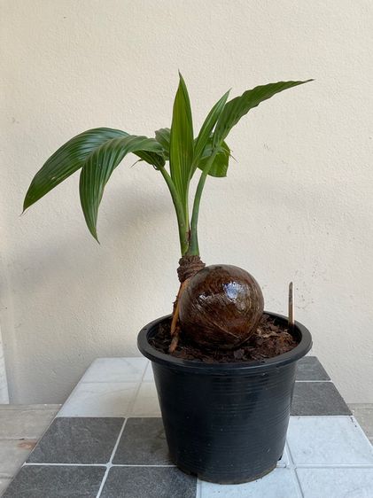 มะพร้าว บอนไซ รูปที่ 15