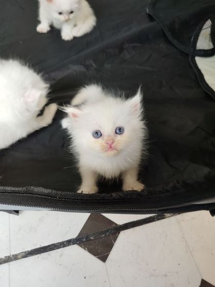 ❌แมวเปอร์เซียตาฟ้า❌ติดจอง รูปที่ 4