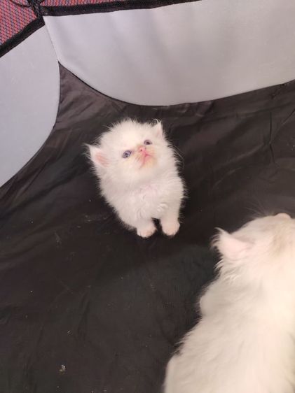 เปอร์เซีย (Persian) แมวเปอร์เซียตาฟ้า