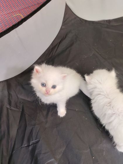 ❌แมวเปอร์เซียตาฟ้า❌ติดจอง รูปที่ 3