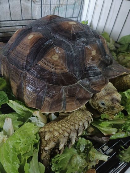 เต่าชูคาต้า14.5นิ้ว(เลิกเลี้ยง)