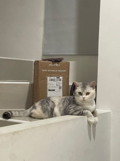 สก็อตติชโฟลด์ ให้ฟรี รูปที่ 2