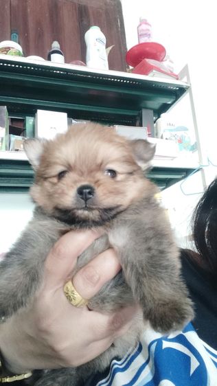 ปอม รูปที่ 2