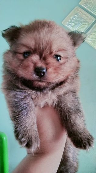 ปอม รูปที่ 6