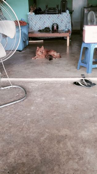 ปอม รูปที่ 8