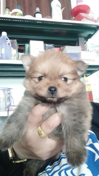 ปอม รูปที่ 4