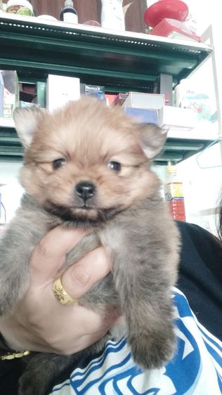 ปอม รูปที่ 3