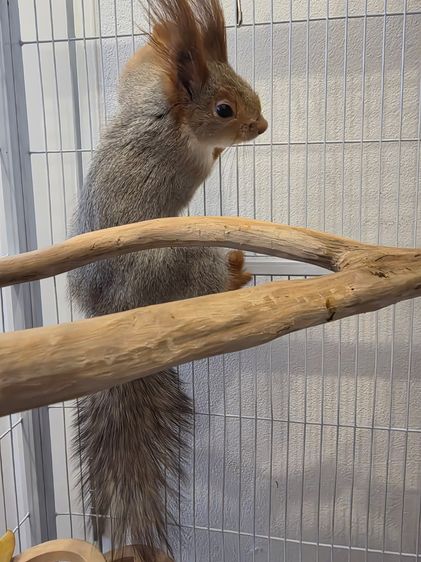 กระรอกยูเรเชีย รูปที่ 2