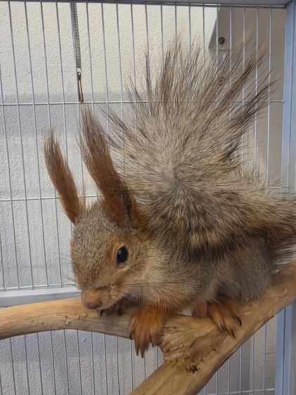 กระรอกยูเรเชีย